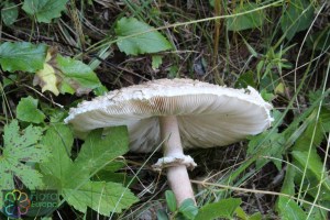 macrolepiota procera  (2) (1000 x 750).jpg_product_product_product_product_product_product_product_product